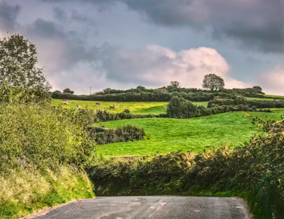 The Climate Bar Association welcomes the introduction of the Protection of Hedgerows Bill 2024 in Dáil Éireann today
